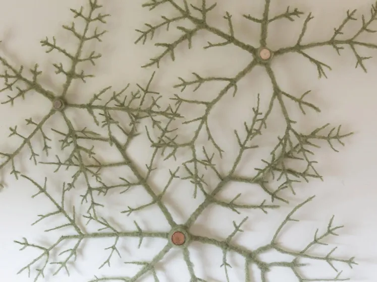 2_beskaret_Aukse_Drungiliene-1726469915